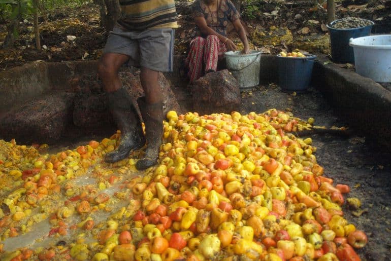 goan feni taste